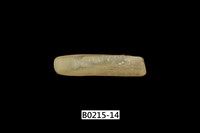 藏品(竹蟶)的圖片